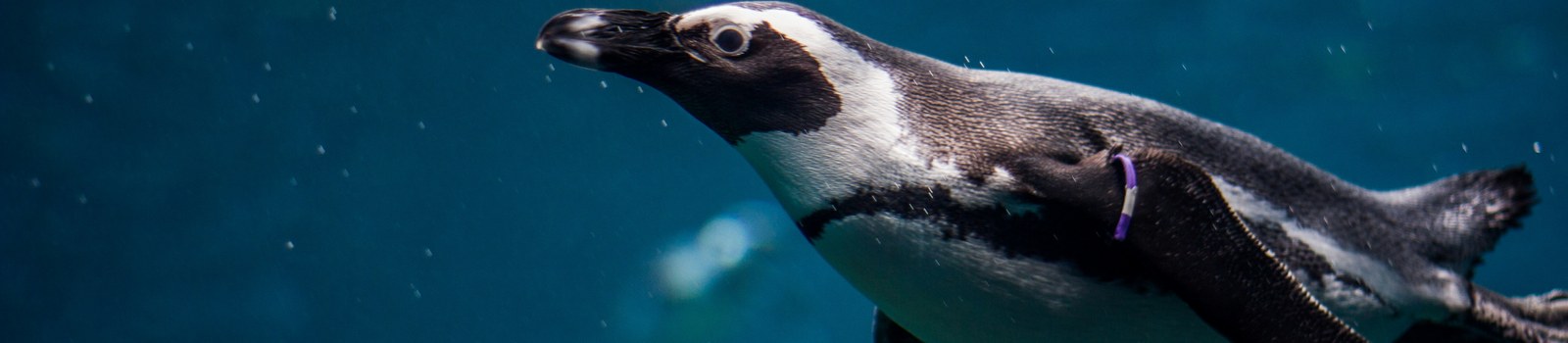 penguin2.jpg