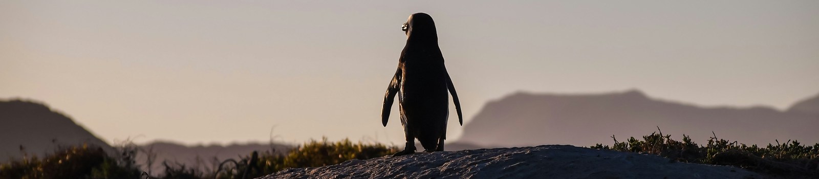 penguin4.jpg