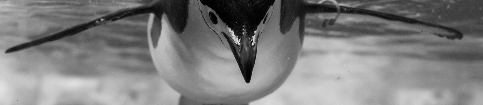 penguin1.jpg